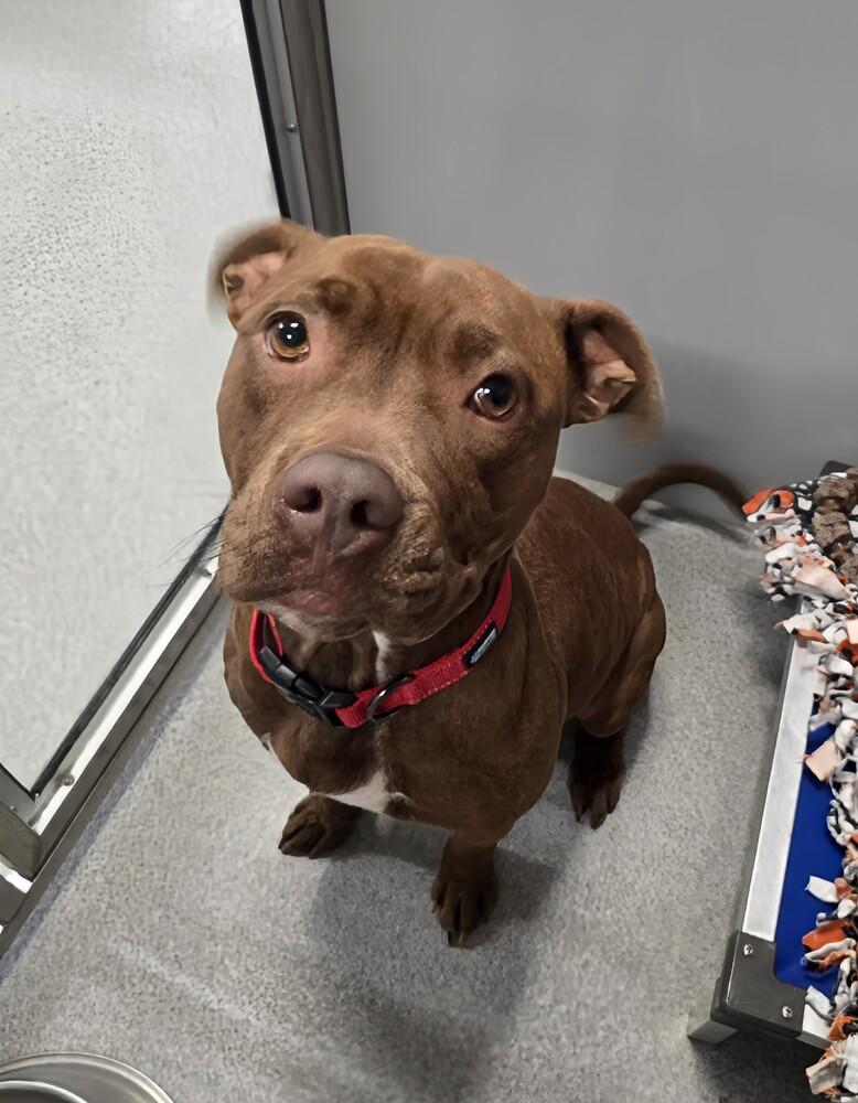 Bagel, a Adoptable mixed breed in Wellington, KS image 2/6