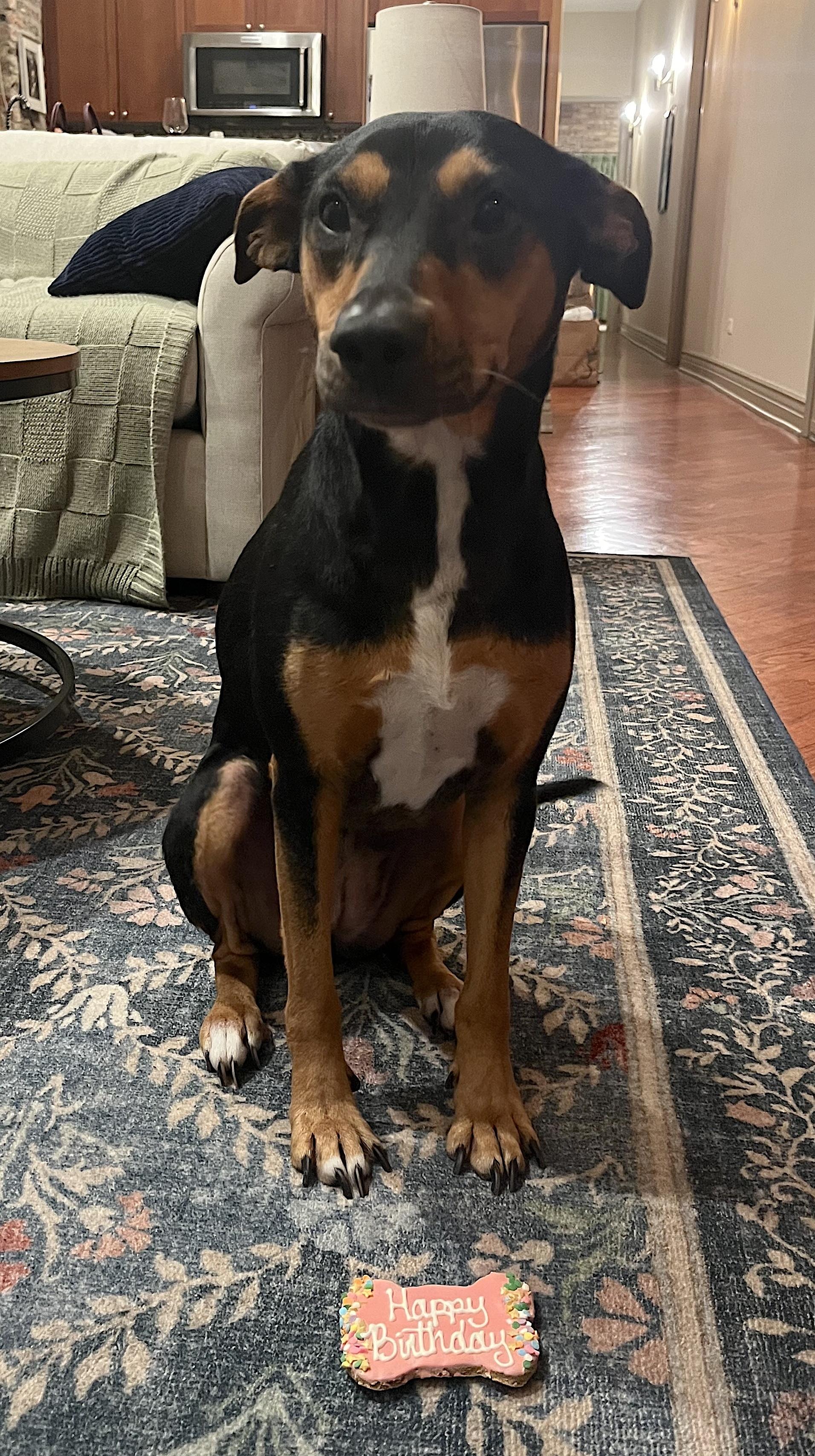 Winnie, an adopted mixed breed in Evanston, IL image 5/6