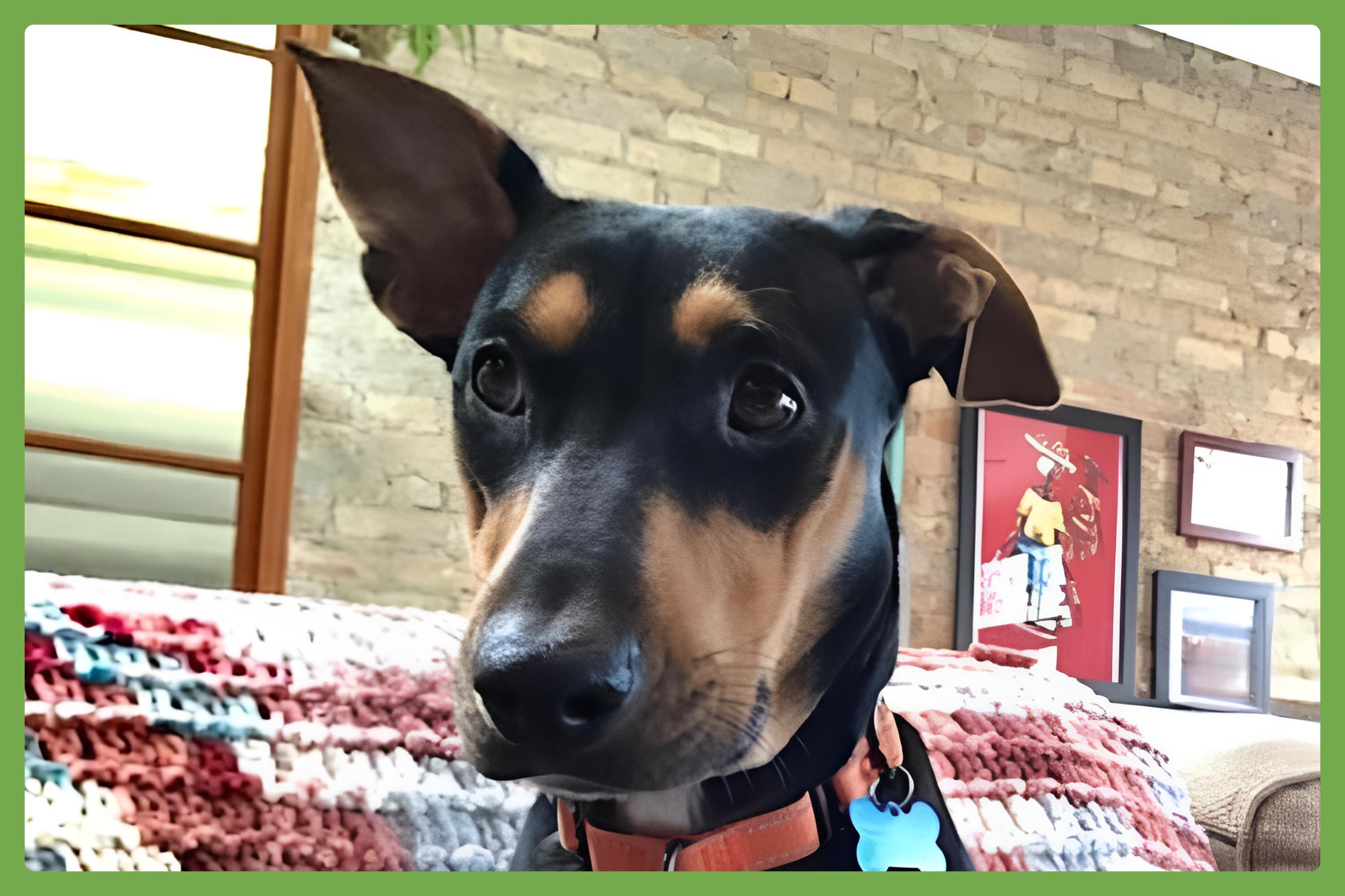Winnie, adopted, Adult Female Doberman Pinscher & Shepherd.