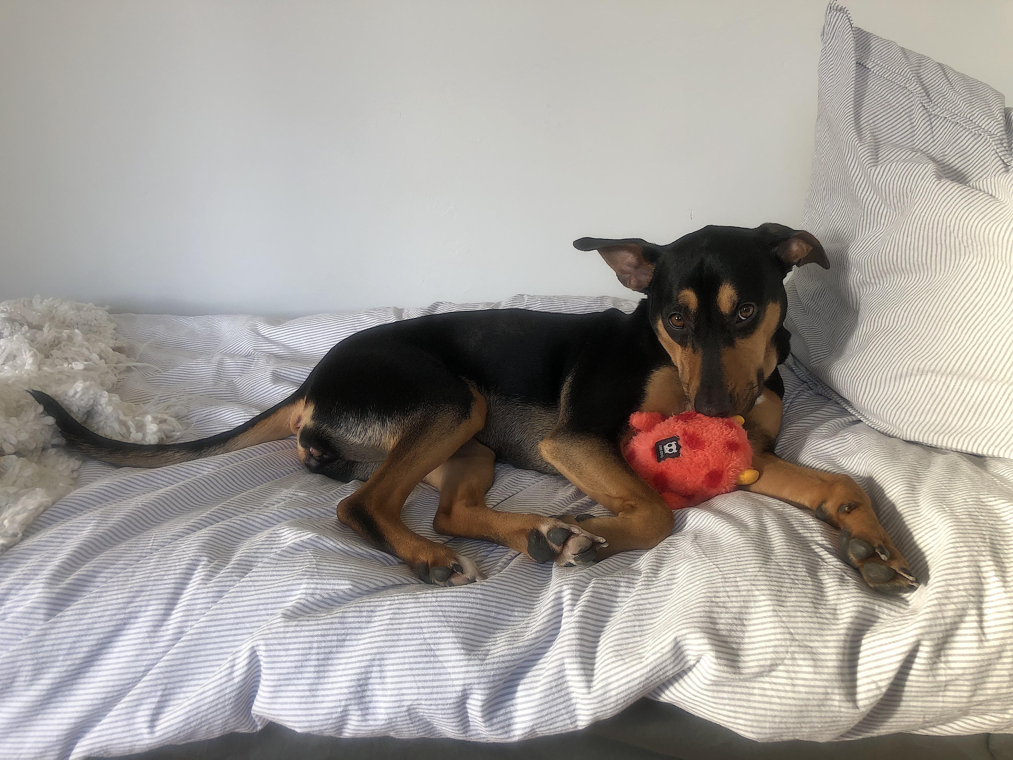 Winnie, an adopted mixed breed in Evanston, IL image 3/6