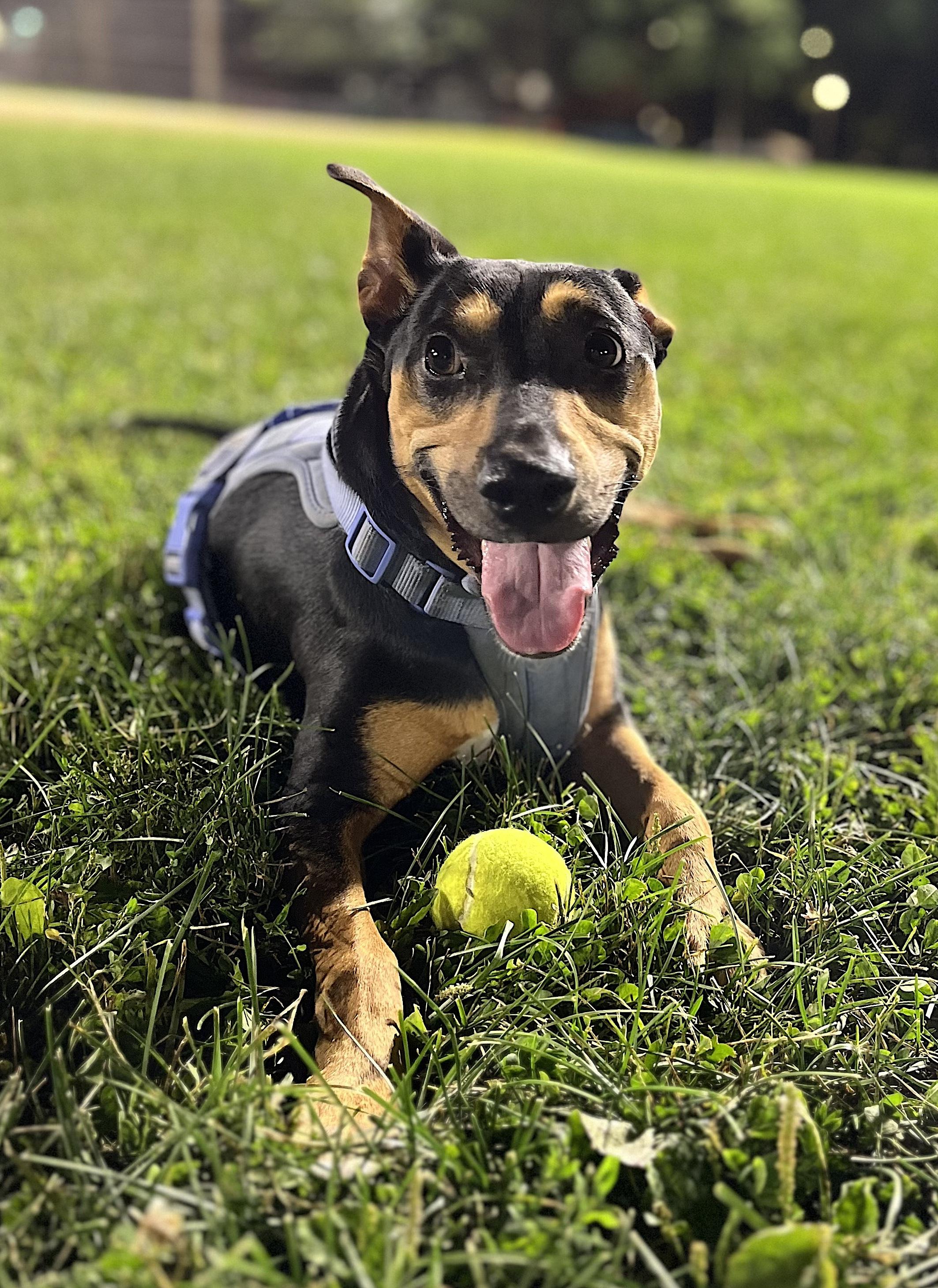 Winnie, an adopted mixed breed in Evanston, IL image 2/6