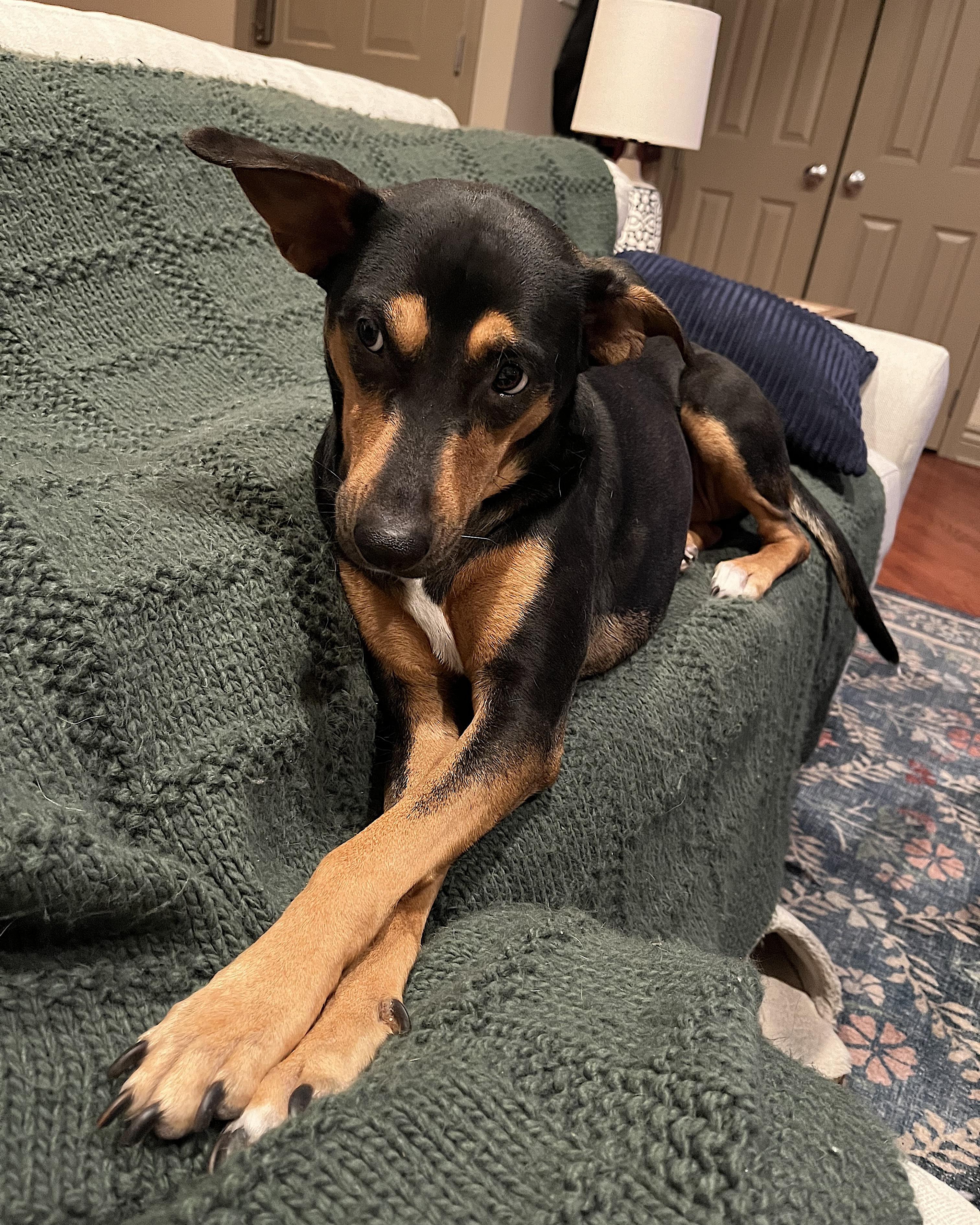 Winnie, an adopted mixed breed in Evanston, IL image 4/6
