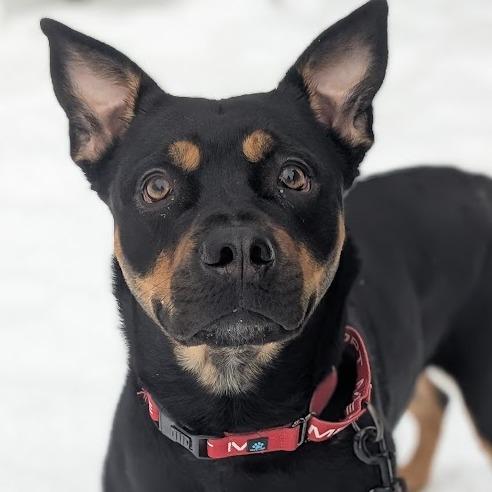 Enlarge Nala, a Adoptable Mixed Breed in West Olive, MI image 1/6