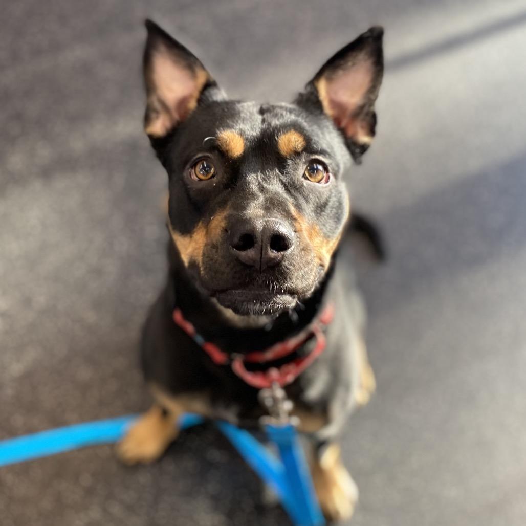 Enlarge Nala, a Adoptable Mixed Breed in West Olive, MI image 2/6