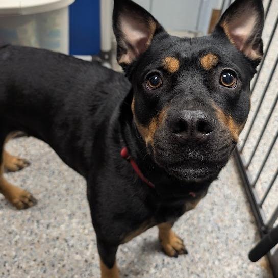 Nala, Adoptable, Adult Female Mixed Breed.