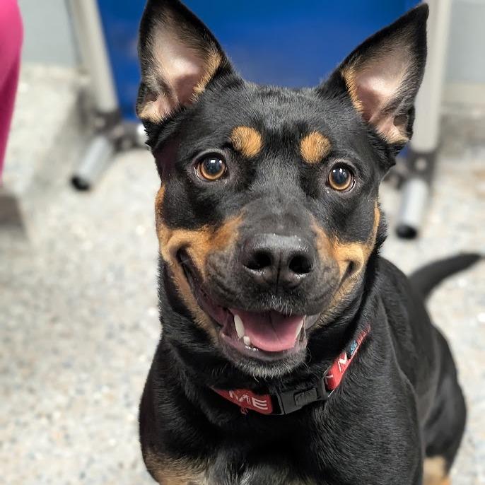 Enlarge Nala, a Adoptable Mixed Breed in West Olive, MI image 3/6