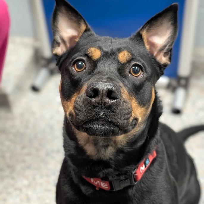 Enlarge Nala, a Adoptable Mixed Breed in West Olive, MI image 4/6