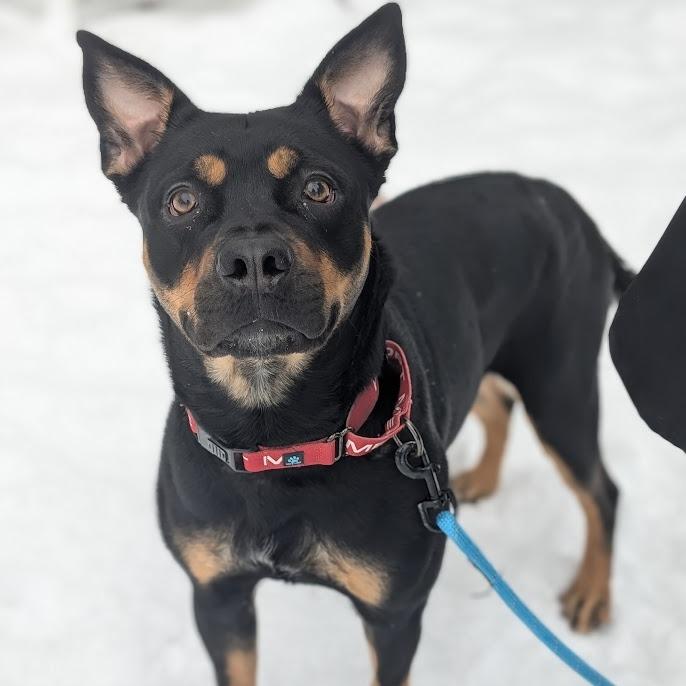Enlarge Nala, a Adoptable Mixed Breed in West Olive, MI image 5/6