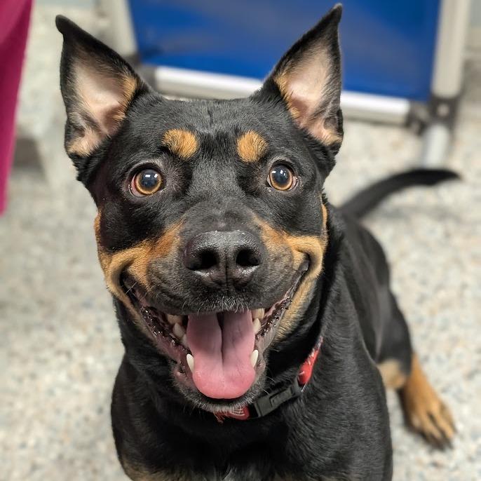 Enlarge Nala, a Adoptable Mixed Breed in West Olive, MI image 6/6