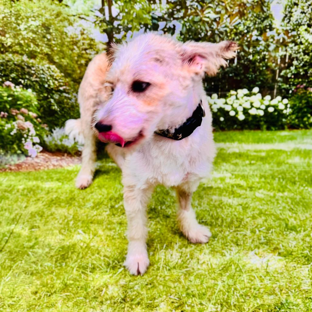 Enlarge Sparks, a Adoptable mixed breed in Franklin, NC image 2/6