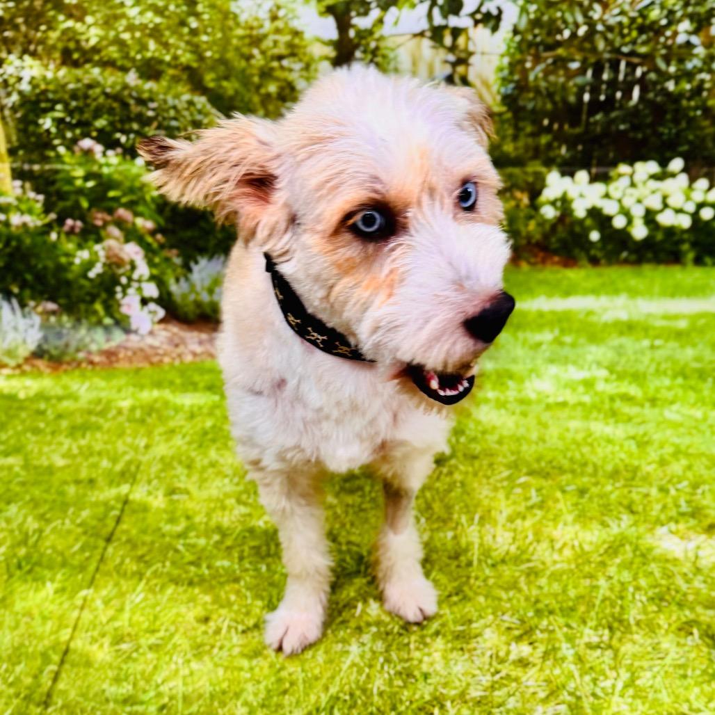Enlarge Sparks, a Adoptable mixed breed in Franklin, NC image 4/6