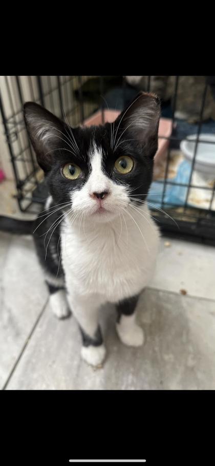 Enlarge Scrunchie, a Adoptable Domestic Short Hair in El Dorado Hills, CA image 1/1