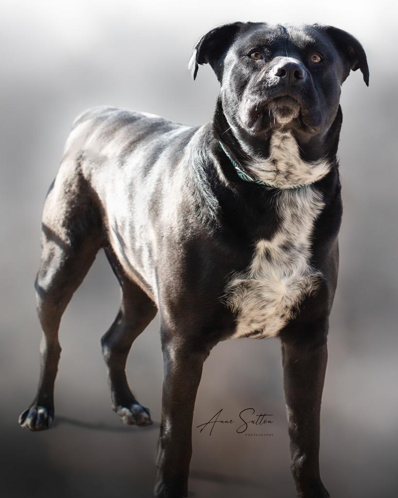 JJ, a Adoptable Pit Bull Terrier in Hot Springs, SD image 1/6