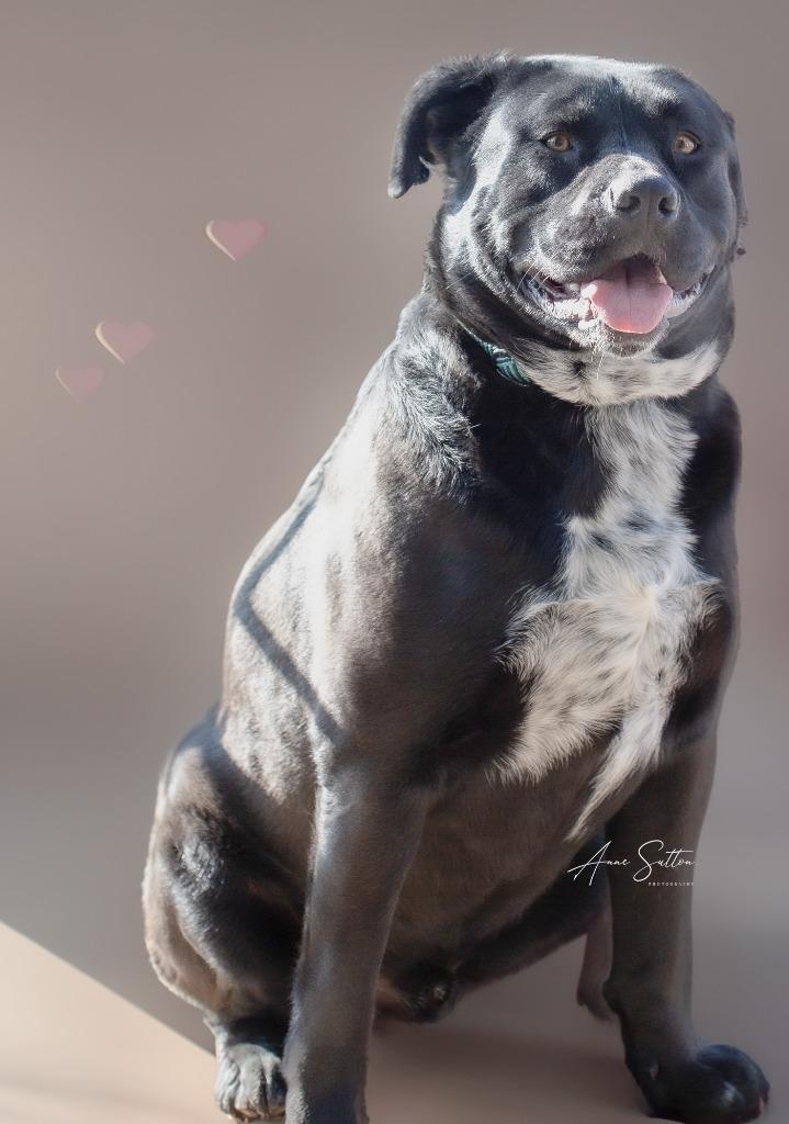 Enlarge JJ, a Adoptable Pit Bull Terrier in Hot Springs, SD image 2/2
