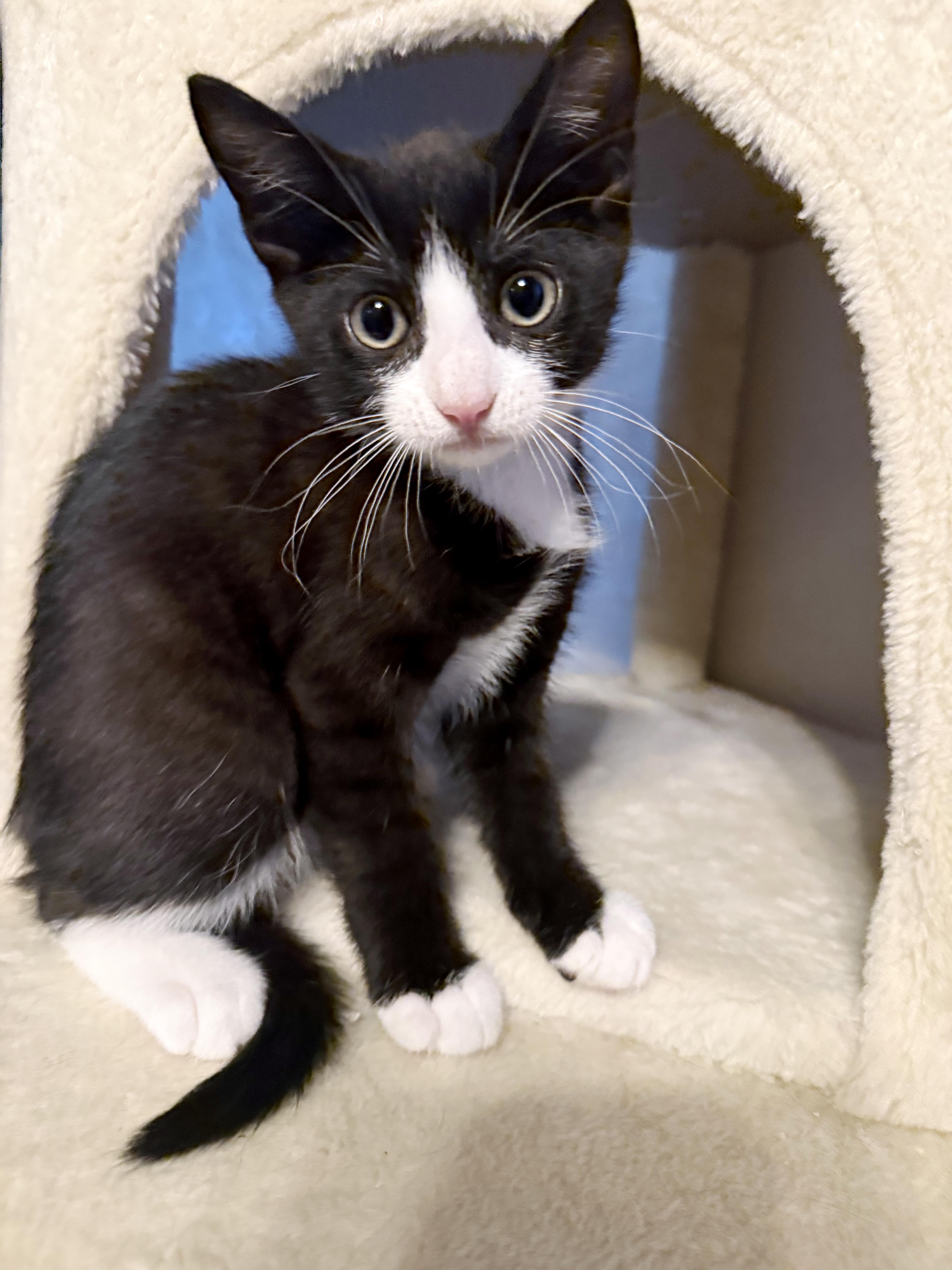 Enlarge Fred, a ADOPTABLE mixed breed in Lake Monroe, FL image 1/2