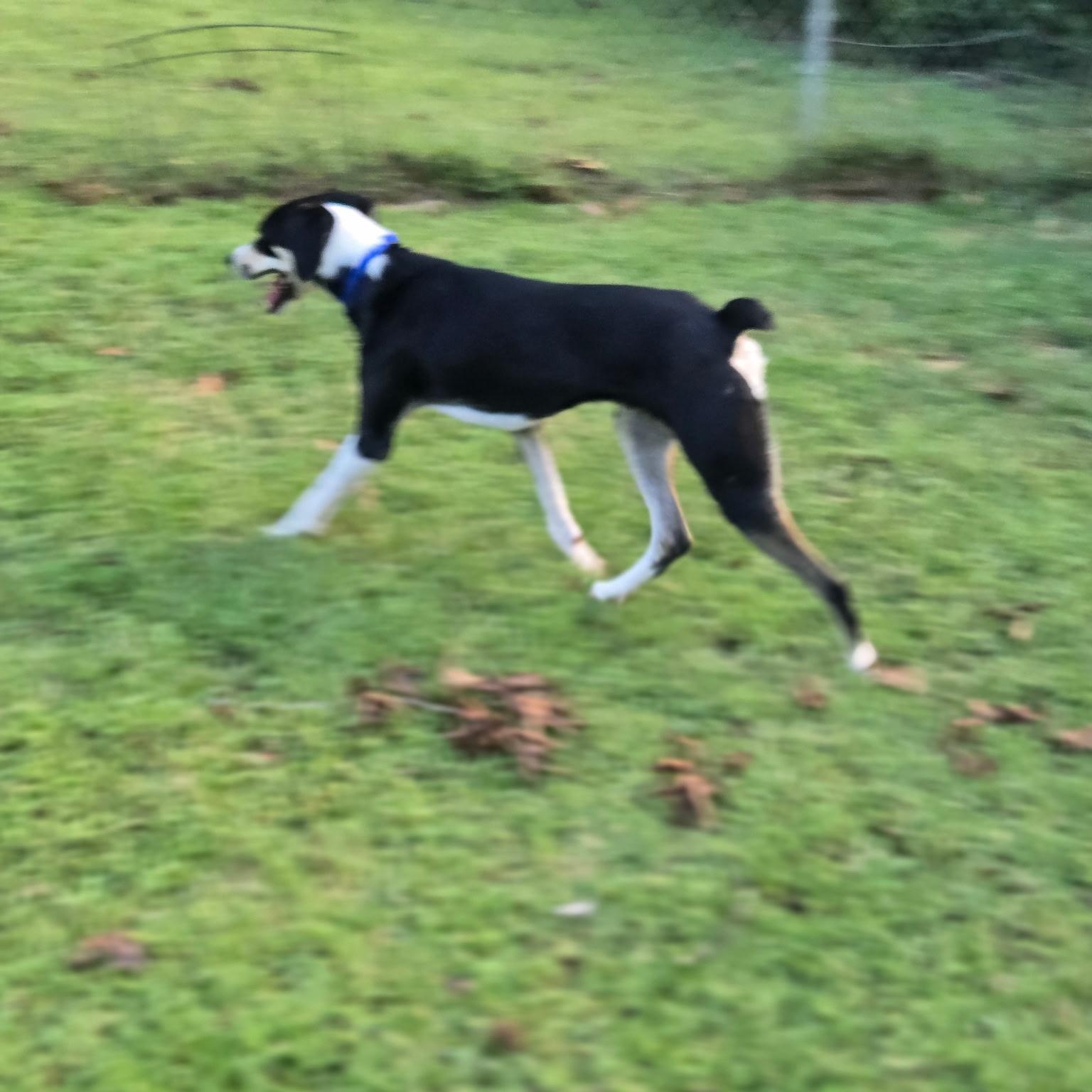 Enlarge Ziggy trained &40lbs, a Adoptable Border Collie in Holly Springs, MS image 4/4