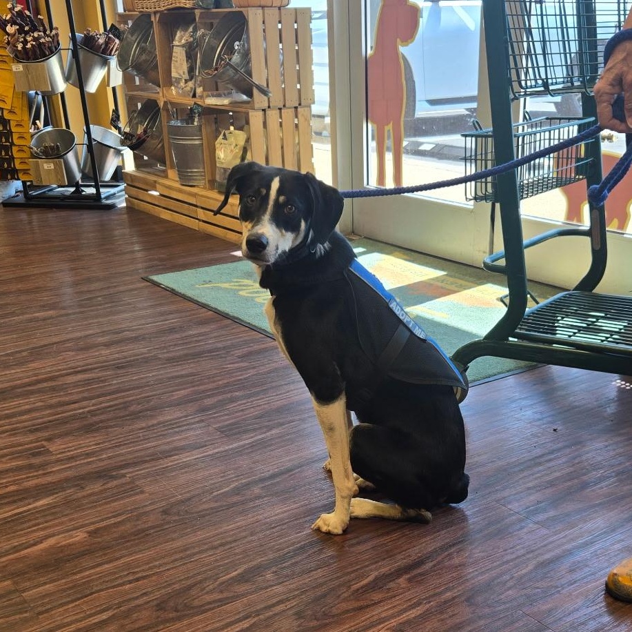 Enlarge Ziggy trained &40lbs, a Adoptable Border Collie in Holly Springs, MS image 3/4