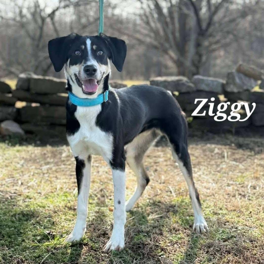 Enlarge Ziggy trained &40lbs, a Adoptable Border Collie in Holly Springs, MS image 1/4