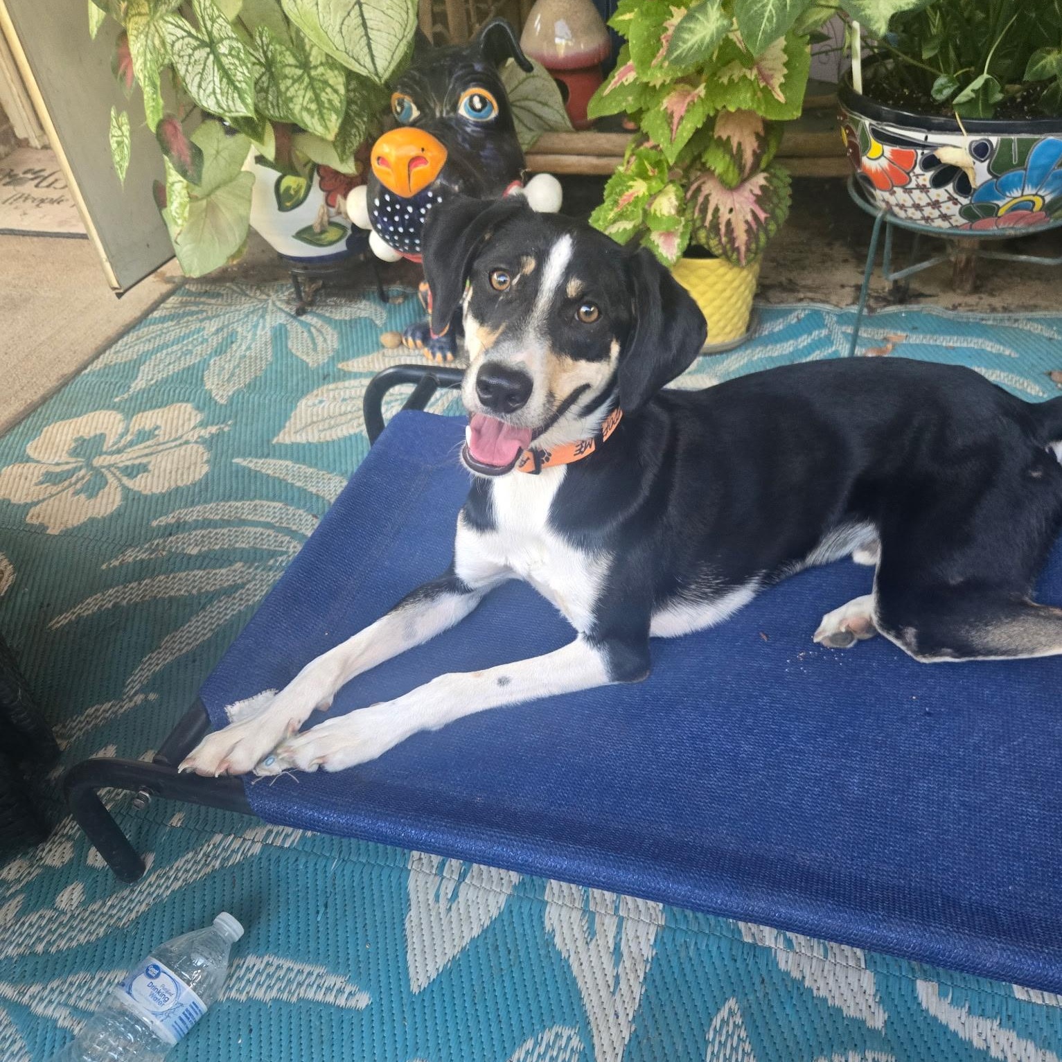 Enlarge Ziggy trained &40lbs, a Adoptable Border Collie in Holly Springs, MS image 2/4