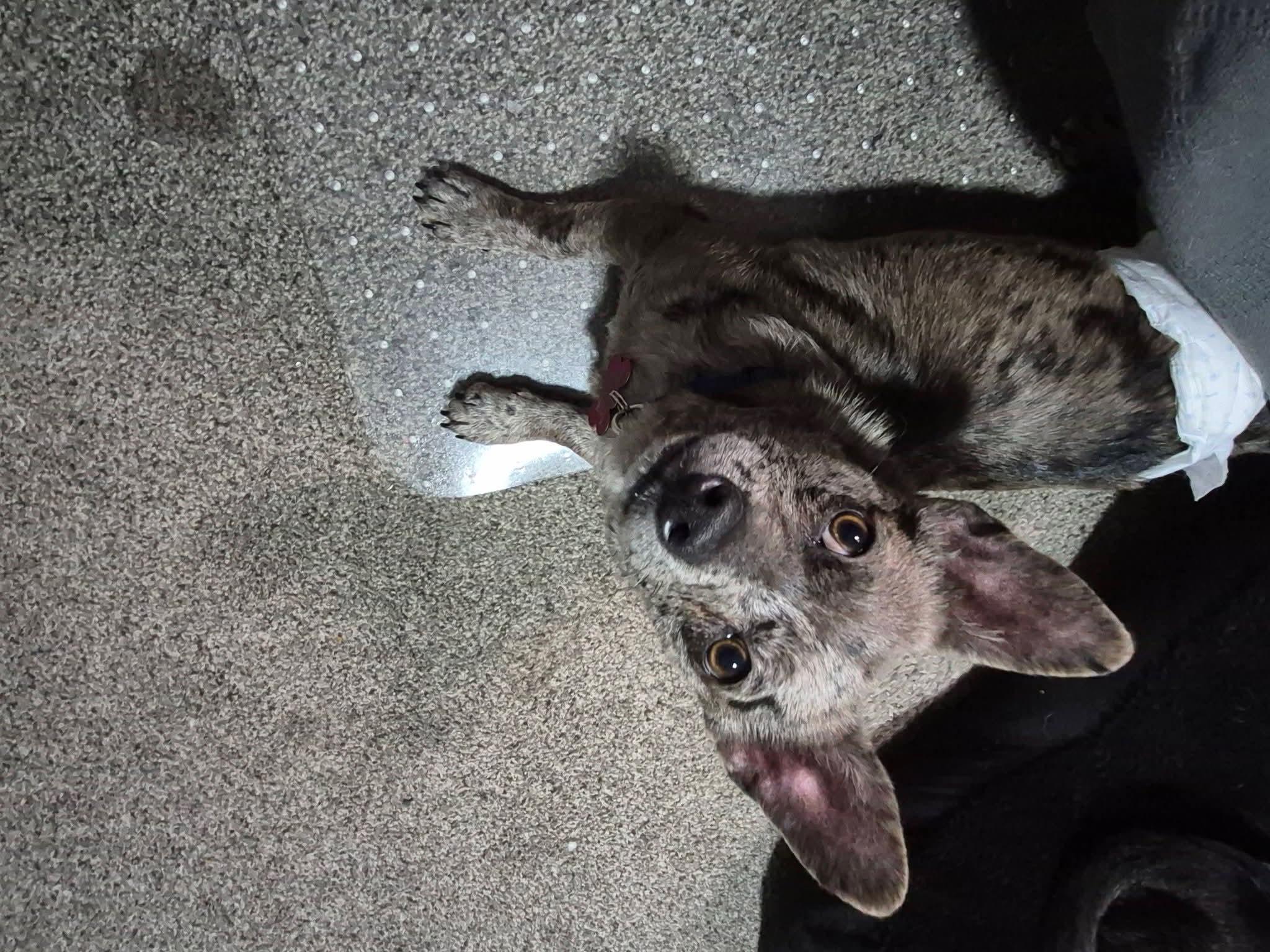 Enlarge 26Steamboat, an adopted mixed breed in Shingle Springs, CA image 4/4