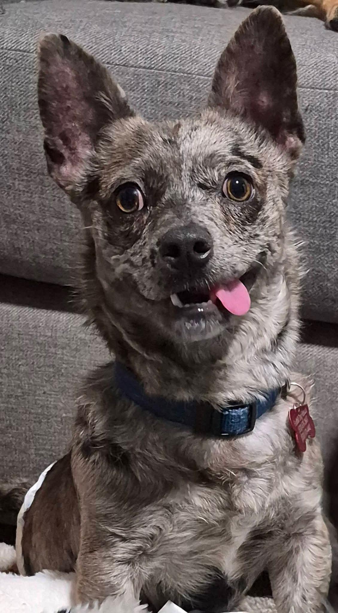 Enlarge 26Steamboat, an adopted mixed breed in Shingle Springs, CA image 2/4