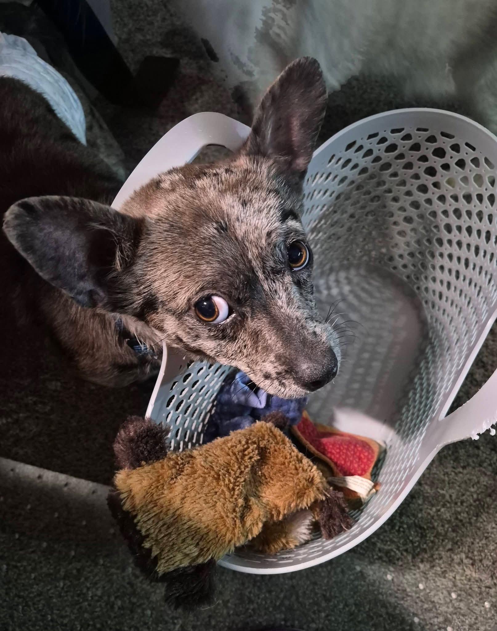 Enlarge 26Steamboat, an adopted mixed breed in Shingle Springs, CA image 3/4