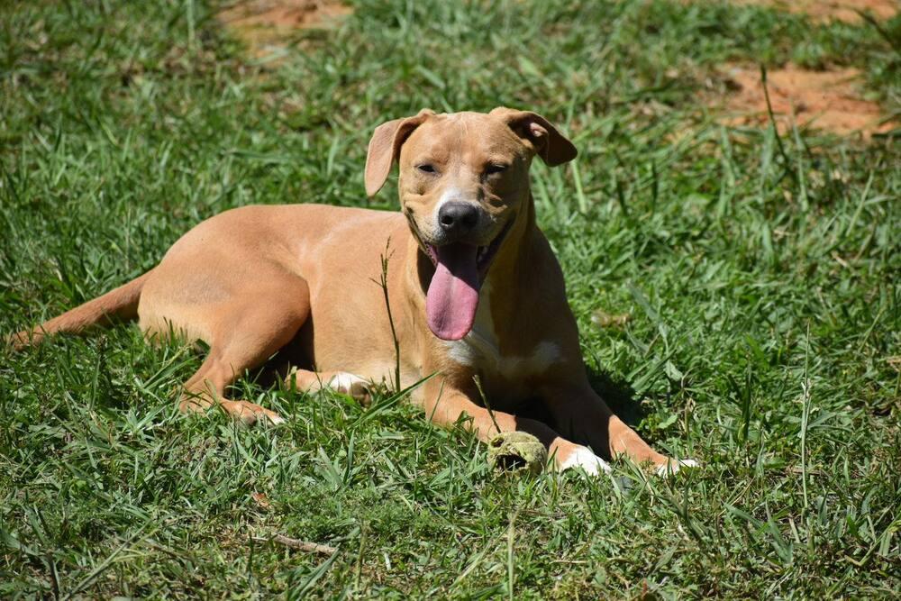 Enlarge Paxton, a Adoptable mixed breed in Newton, TX image 1/4