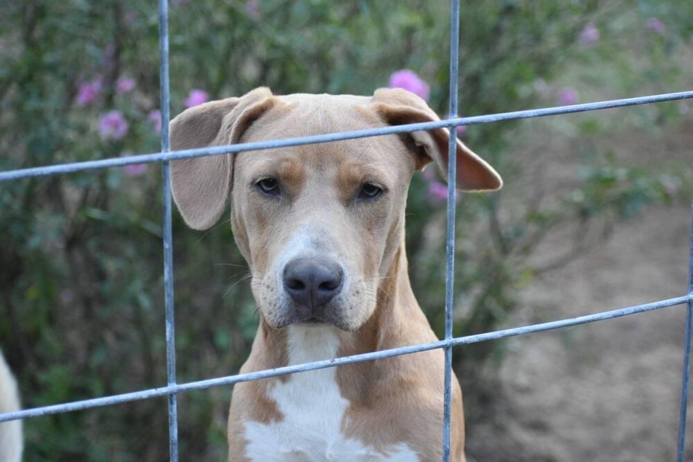 Enlarge Paxton, a Adoptable mixed breed in Newton, TX image 2/4