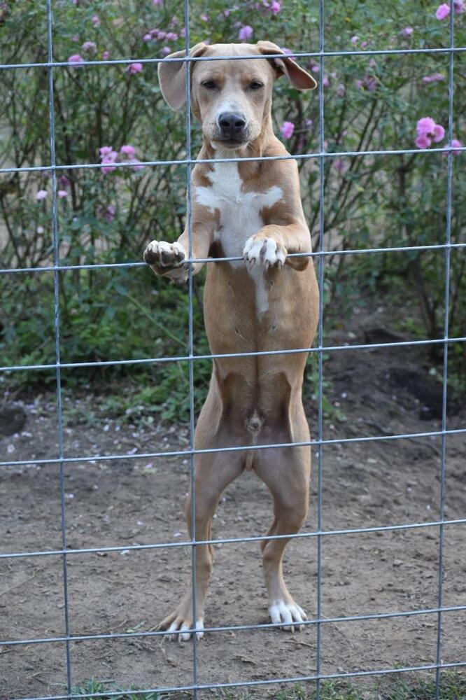 Enlarge Paxton, a Adoptable mixed breed in Newton, TX image 3/4