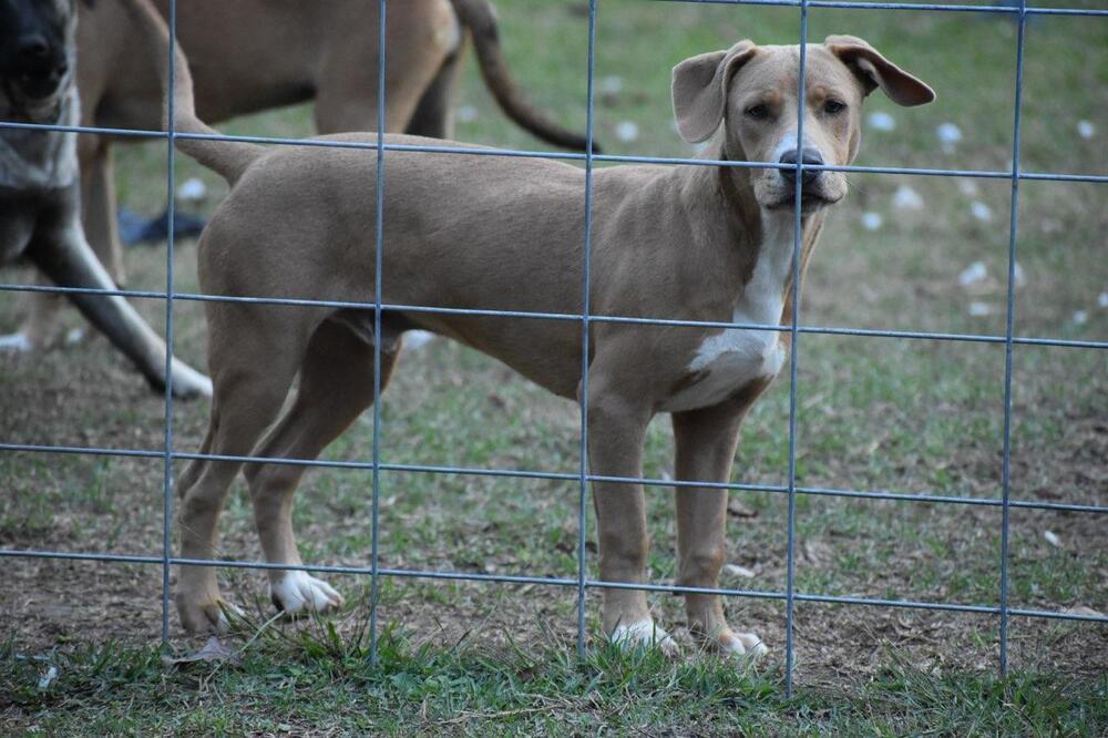 Enlarge Paxton, a Adoptable mixed breed in Newton, TX image 4/4
