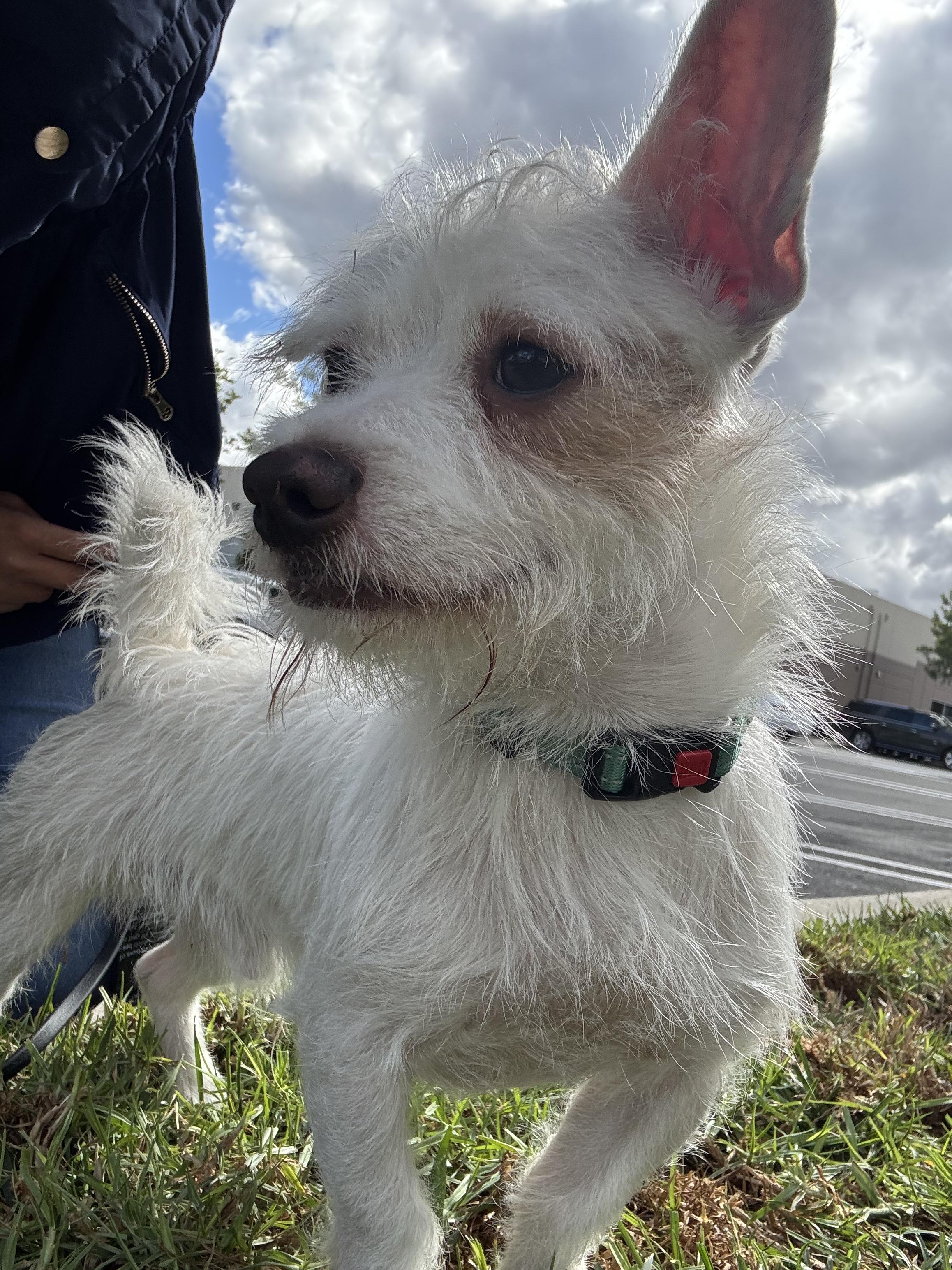 Grogu, an adoptable Terrier, Labradoodle in Rancho Santa Margarita, CA, 92688 | Photo Image 3