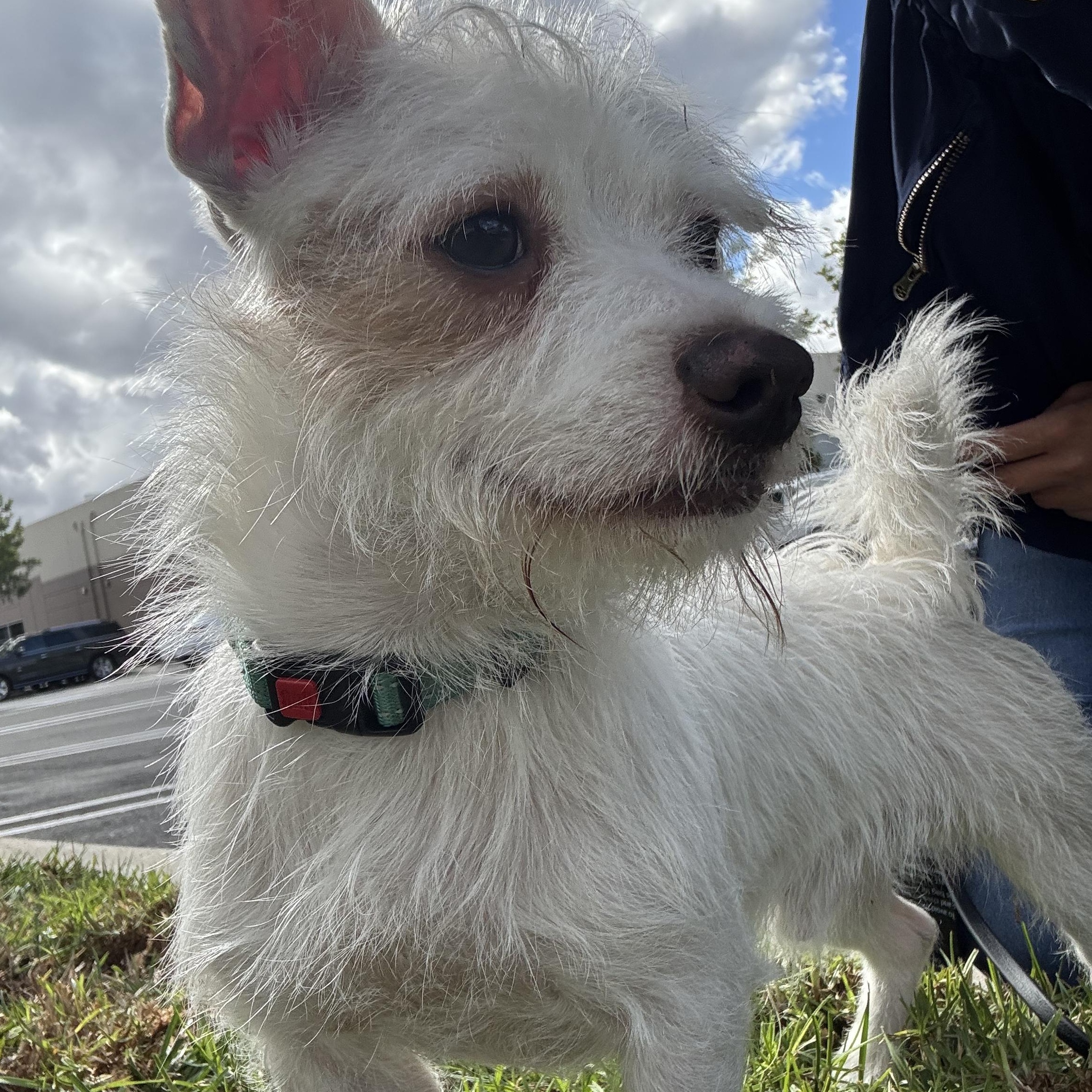 Grogu, a Adoptable mixed breed in Rancho Santa Margarita, CA image 3/6