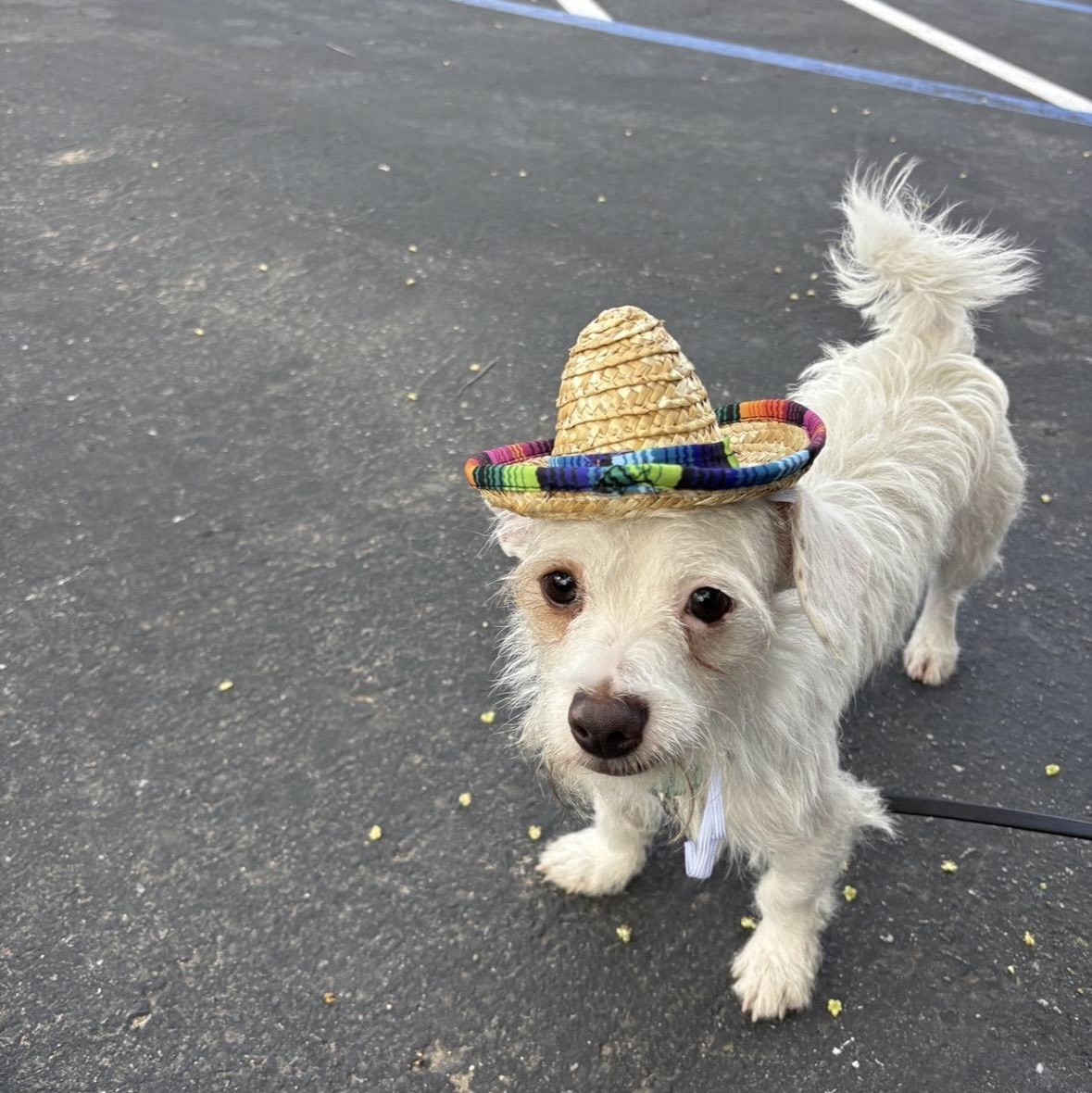 Grogu, a Adoptable mixed breed in Rancho Santa Margarita, CA image 1/6