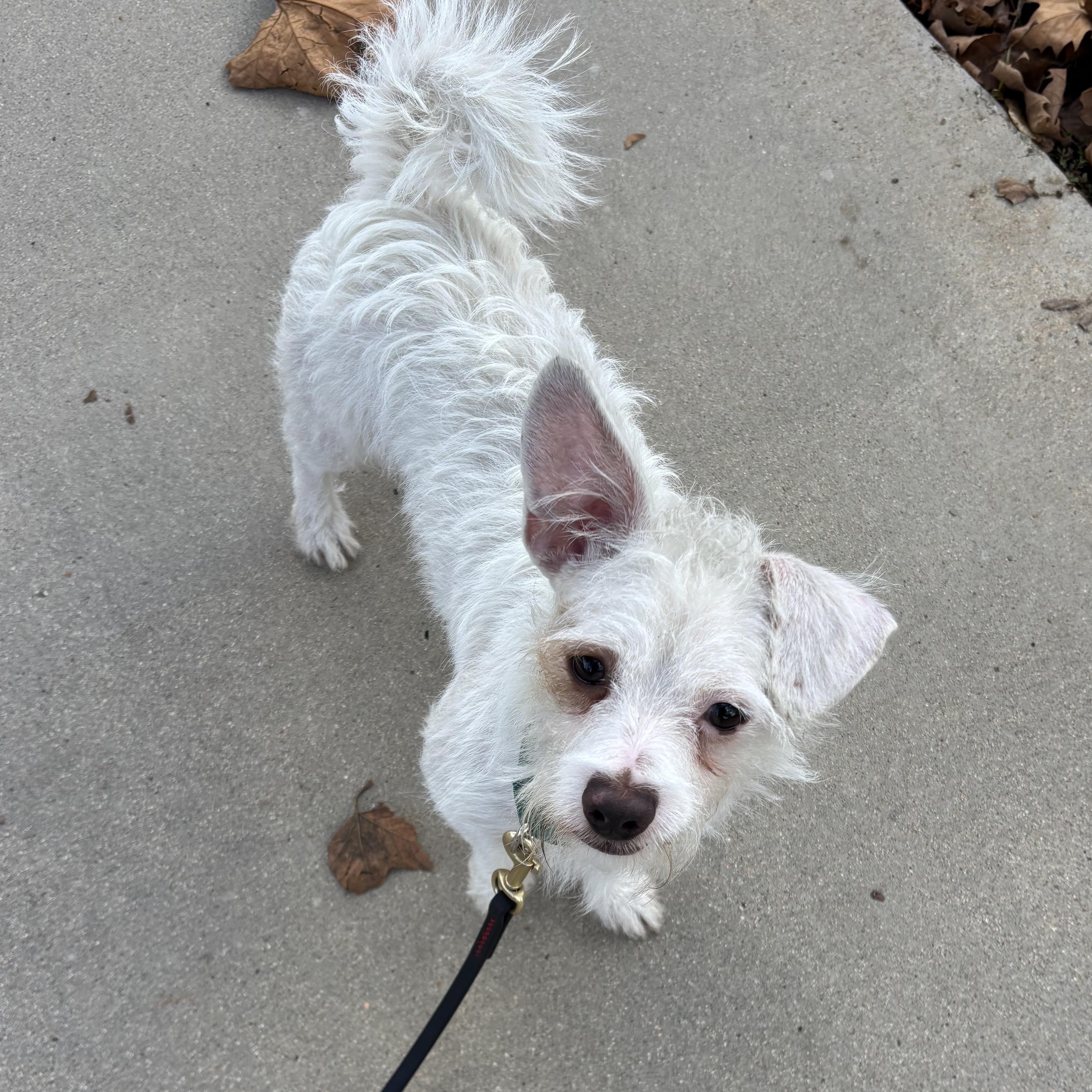 Grogu, Adoptable, Young Male Terrier & Labradoodle.