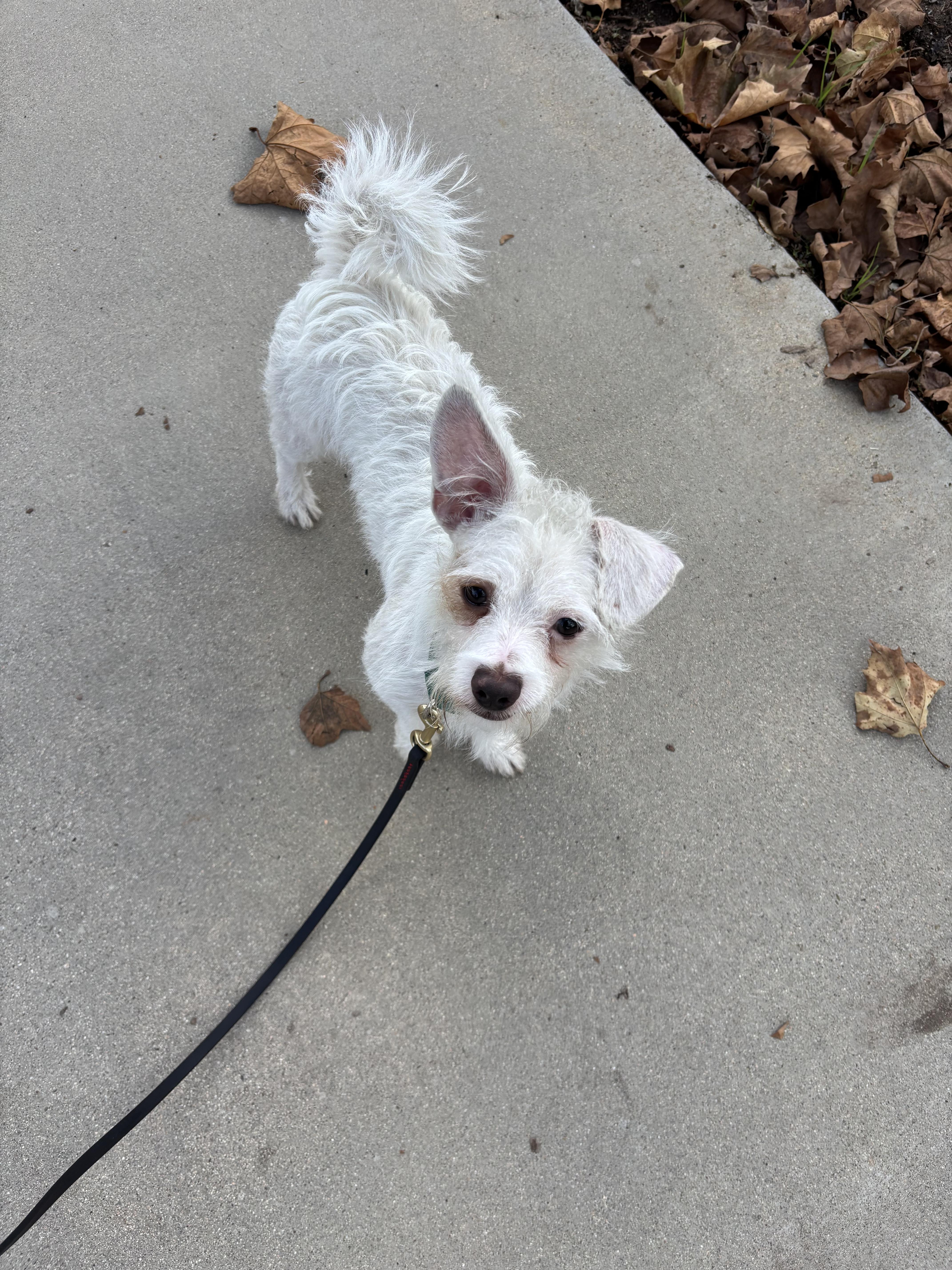 Grogu, an adoptable Terrier, Labradoodle in Rancho Santa Margarita, CA, 92688 | Photo Image 4