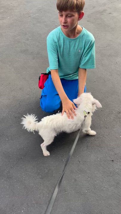 Enlarge Grogu, a Adoptable mixed breed in Rancho Santa Margarita, CA video 5/6