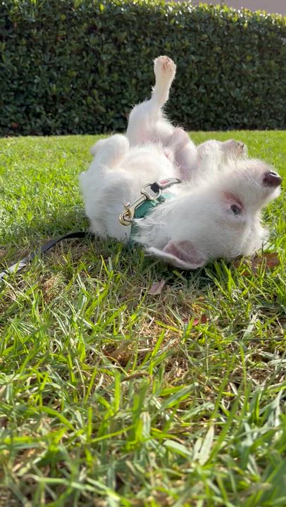 Enlarge Grogu, a Adoptable mixed breed in Rancho Santa Margarita, CA video 6/6