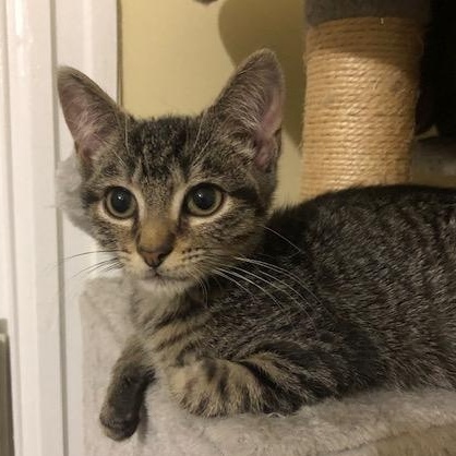 Enlarge Pickle & Caper, a Adoptable mixed breed in Hyattsville, MD image 5/6