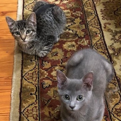 Enlarge Pickle & Caper, a Adoptable mixed breed in Hyattsville, MD image 3/6