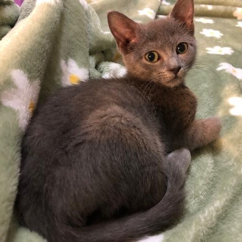 Enlarge Pickle & Caper, a Adoptable mixed breed in Hyattsville, MD image 4/6