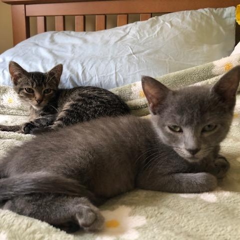 Pickle & Caper, Adoptable, Kitten Male Russian Blue & Tabby.