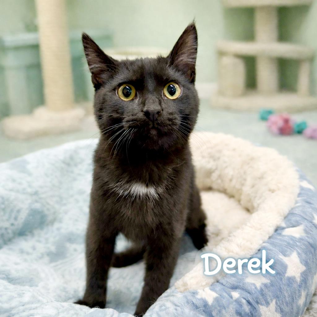 Enlarge Derek, a ADOPTABLE Domestic Short Hair in Avon, OH image 1/2