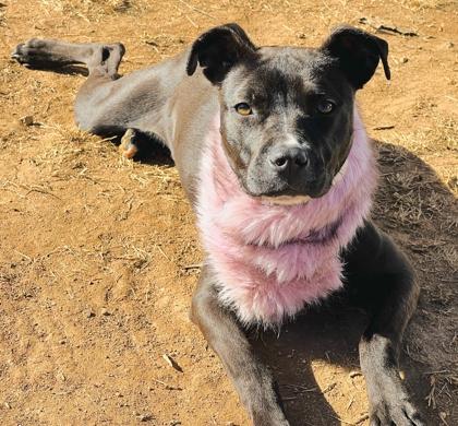 Cola $85, Adoptable, Young Female Pit Bull Terrier & Mixed Breed.