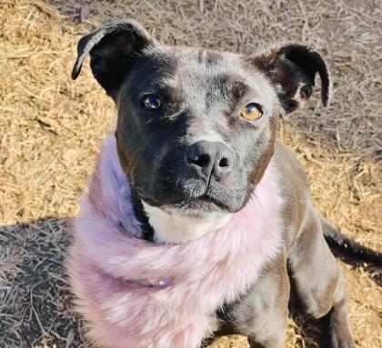 Enlarge Cola $85, a Adoptable mixed breed in Seneca, SC image 2/3