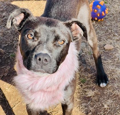 Enlarge Cola $85, a Adoptable mixed breed in Seneca, SC image 3/3