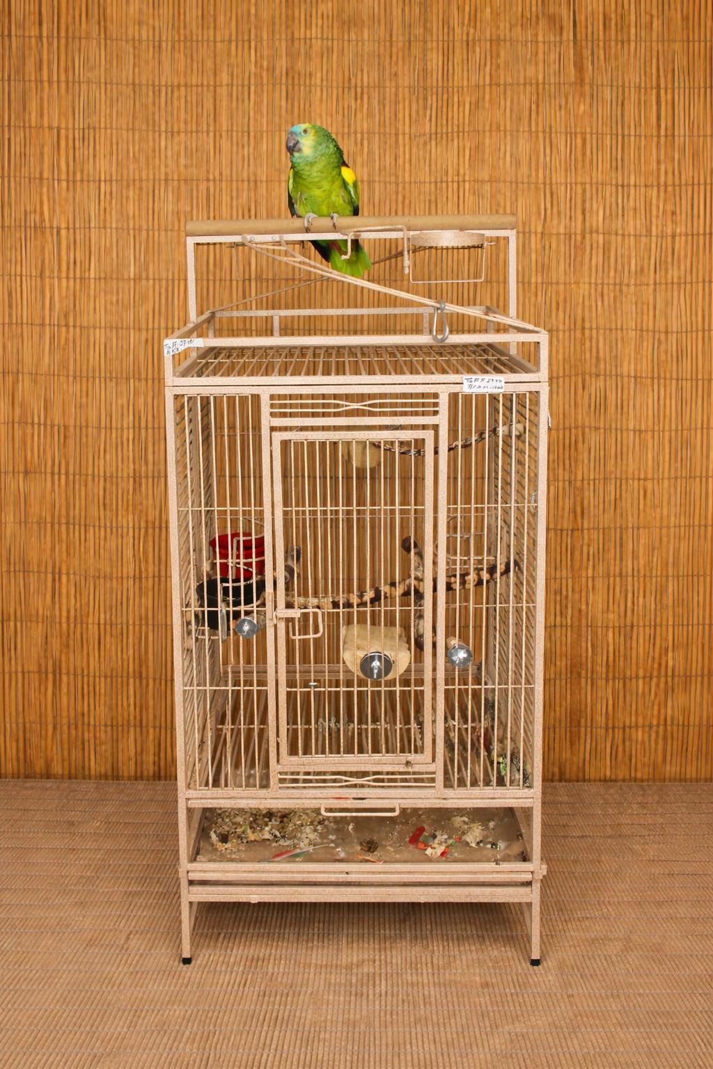 Enlarge Tuffy 27 YO M_BFA Prefers Women, a ADOPTABLE Amazon in Vancouver, WA image 3/4