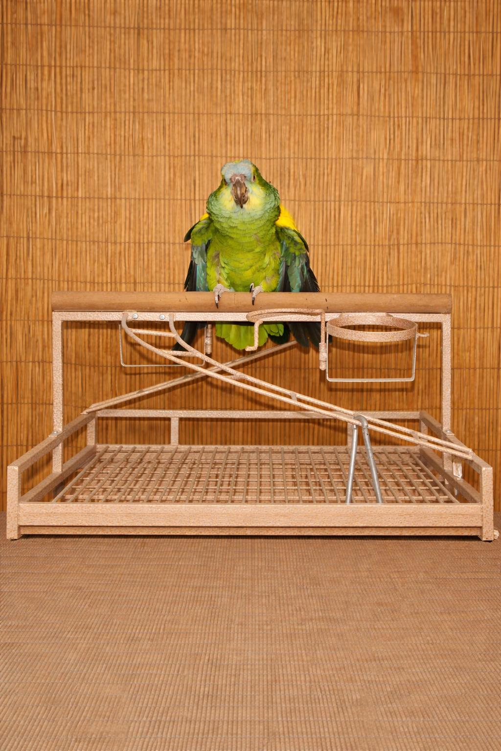 Enlarge Tuffy 27 YO M_BFA Prefers Women, a ADOPTABLE Amazon in Vancouver, WA image 4/4