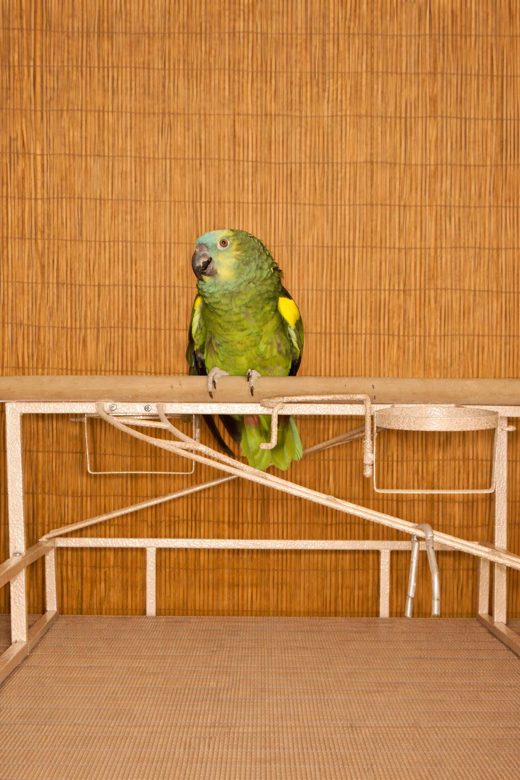 Tuffy 27 YO M_BFA Prefers Women, ADOPTABLE, Adult Male Amazon.