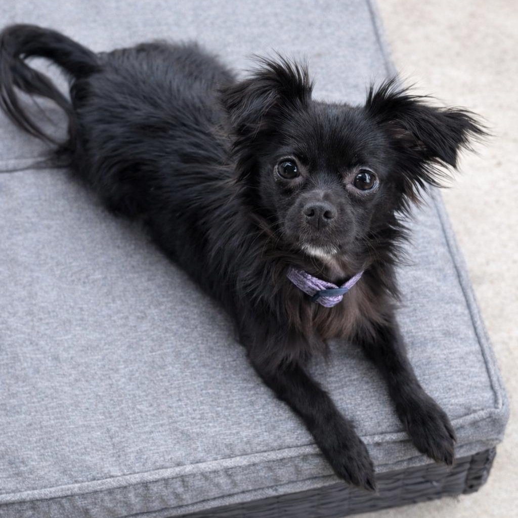 Enlarge Persephone, an adopted mixed breed in Las Vegas, NV image 4/5