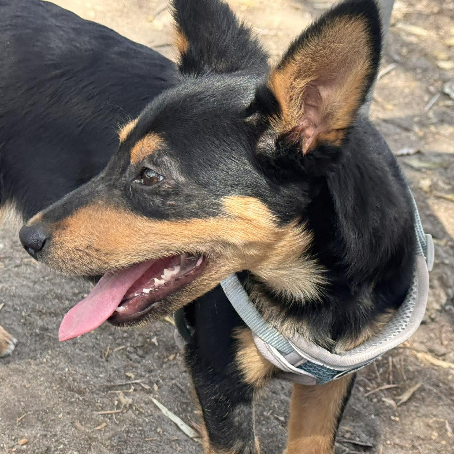 Enlarge COSMO 19 lbs 4 months , a Adoptable mixed breed in Aliso Viejo, CA image 4/6